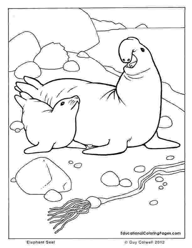 coloring pages of seals preschool kids love animal seal coloring page coloring sky pages of coloring seals 