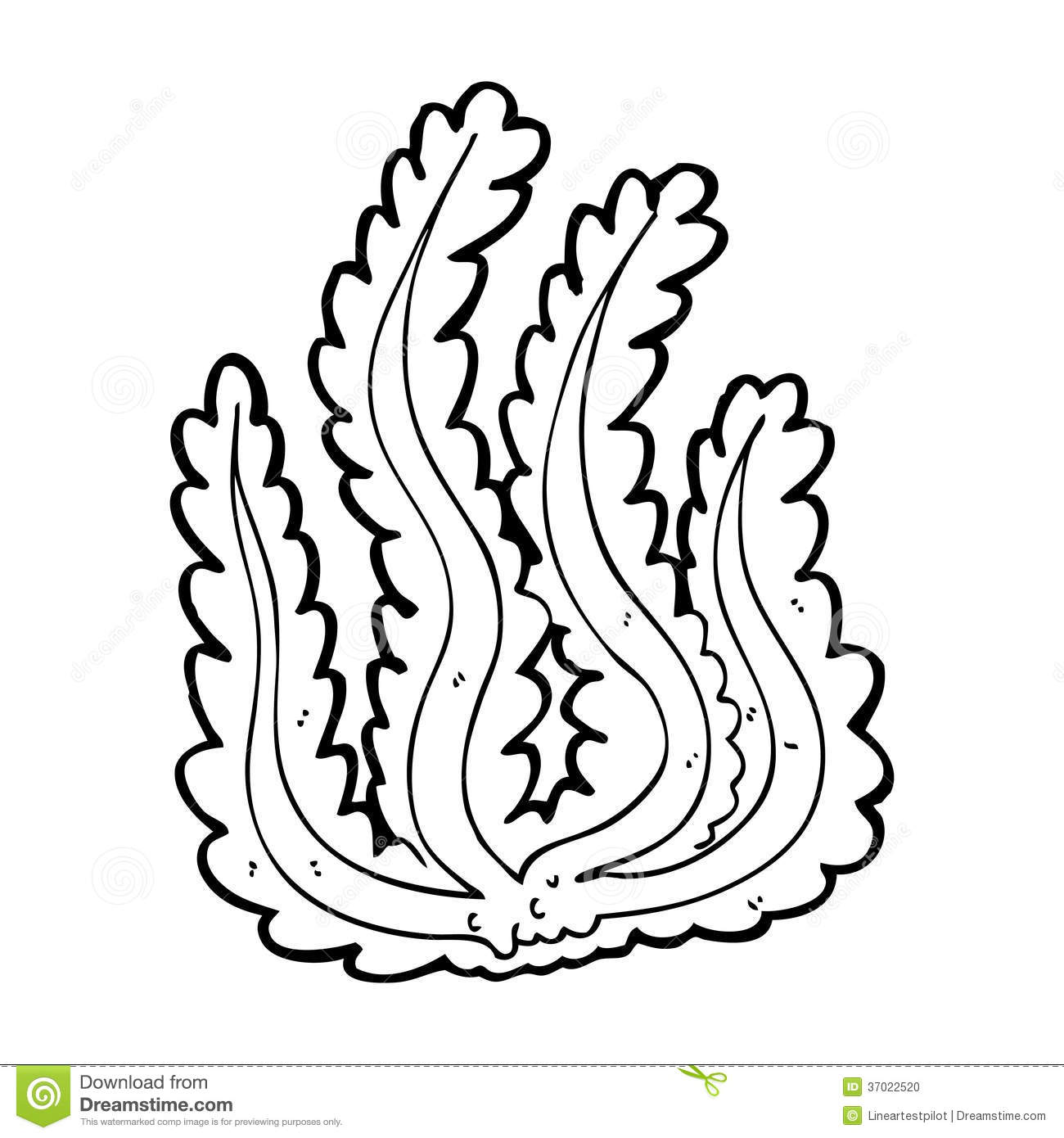 coloring pages of seaweed seaweed coloring pages to download and print for free seaweed of coloring pages 