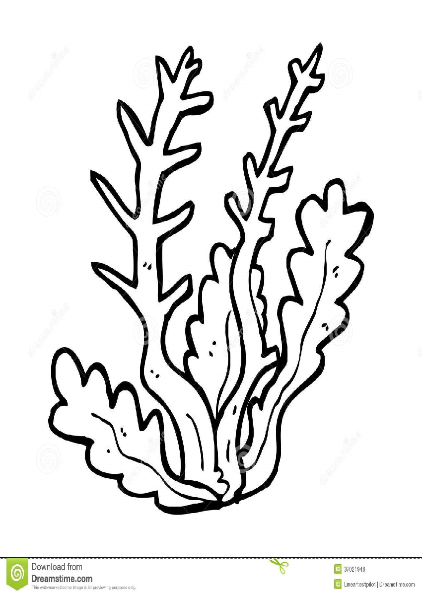 coloring pages of seaweed seaweed colouring pictures june preschool the ocean of coloring pages seaweed 