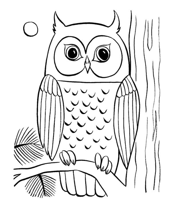 coloring pages owl cartoon owl coloring page free printable coloring pages coloring pages owl 