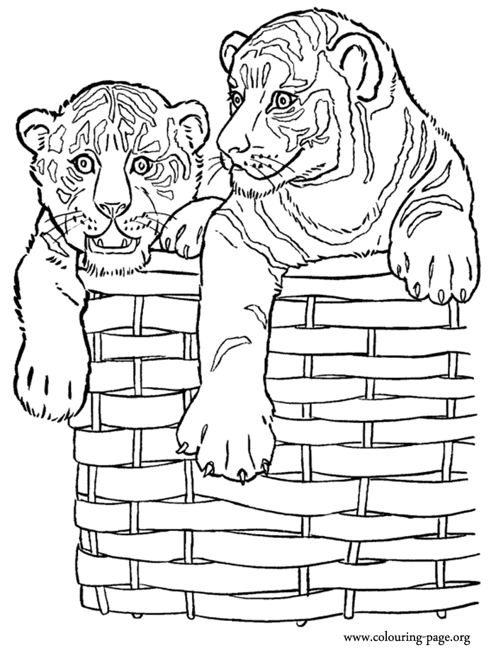 coloring pages tiger cubs a lovely tiger cub in a zoo coloring page download pages cubs coloring tiger 