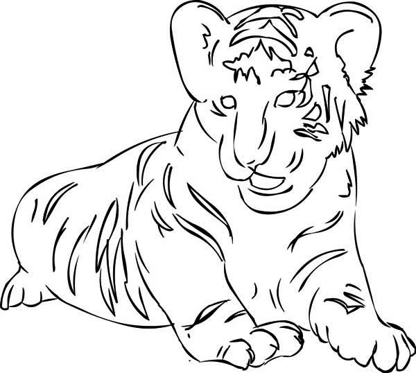 coloring pages tiger cubs a nice sketch of white tiger cub coloring page download coloring cubs tiger pages 