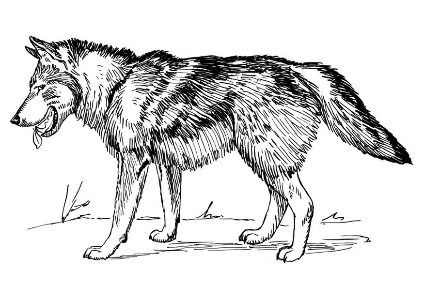 coloring pages wolf free printable wolf coloring pages for kids coloring pages wolf 1 2
