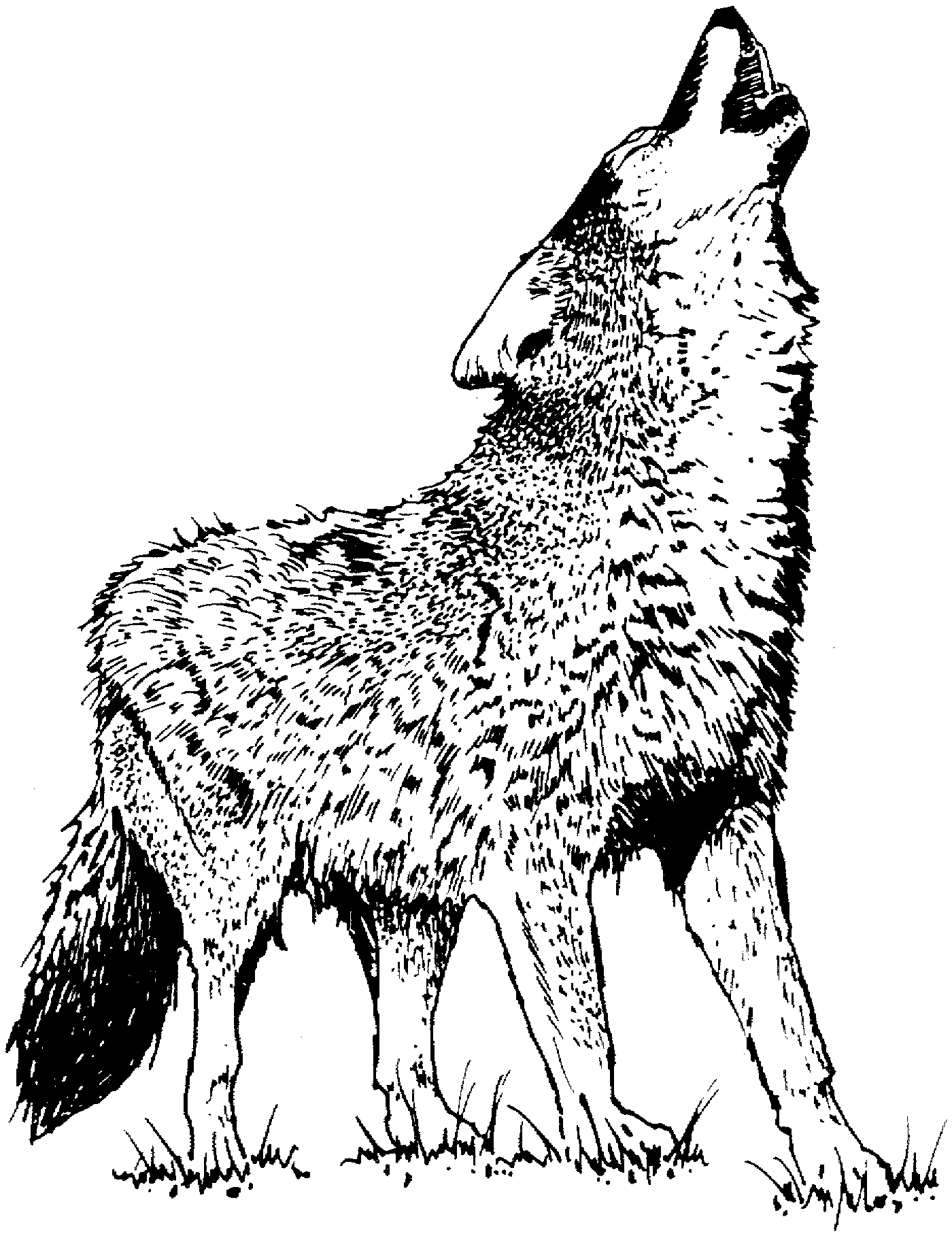 coloring pages wolf free wolf coloring pages coloring pages wolf 