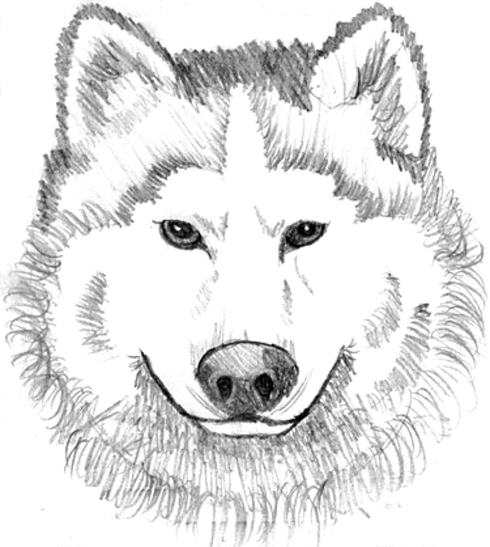 coloring pages wolf print download wolf coloring pages theme wolf pages coloring 