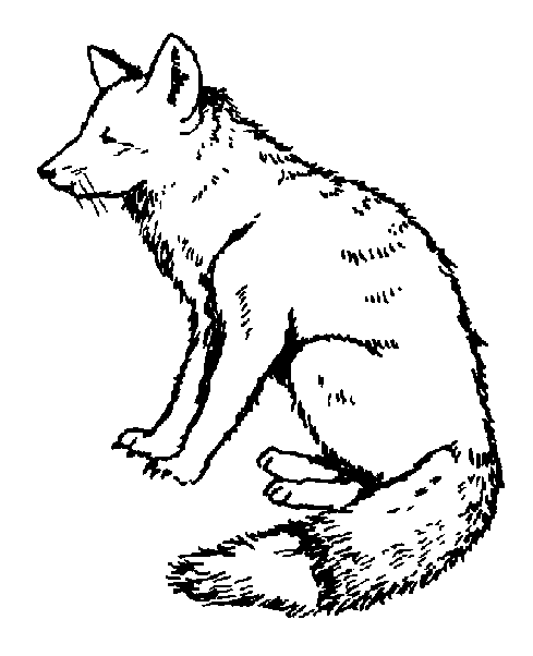 coloring pages zorro zorro coloring page animals town animals color sheet pages zorro coloring 