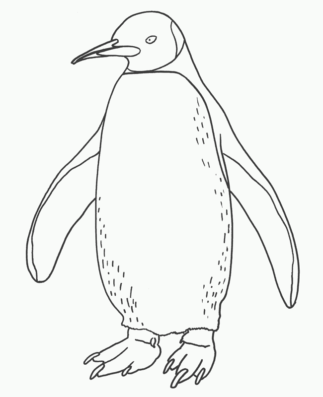 coloring penguin penguin coloring page only coloring pages penguin coloring 