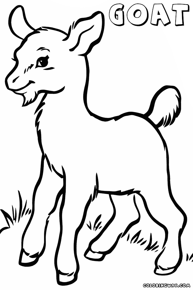 coloring picture of a goat bleating goats 18 goat coloring pages and pictures print of a picture goat coloring 