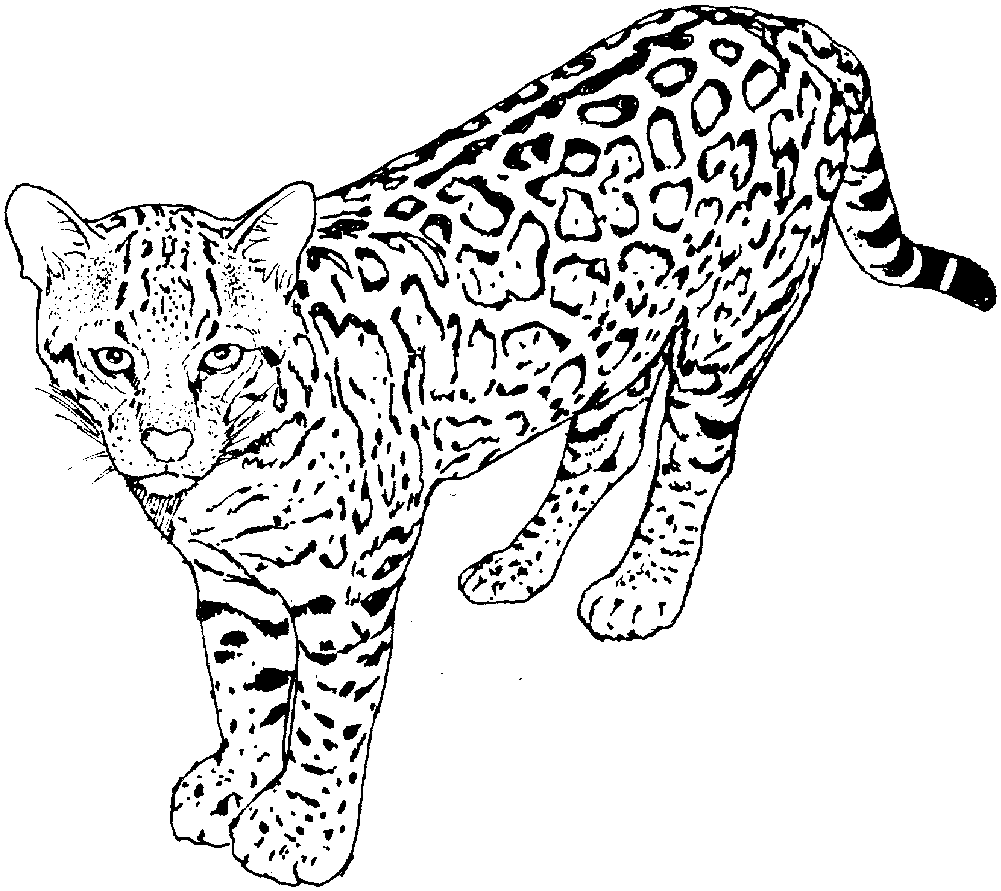 coloring pictures of cats cute cat coloring pages to print get coloring pages coloring cats pictures of 