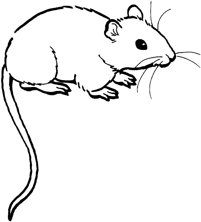 coloring pictures of mice kids n funcom 23 coloring pages of mice coloring of pictures mice 