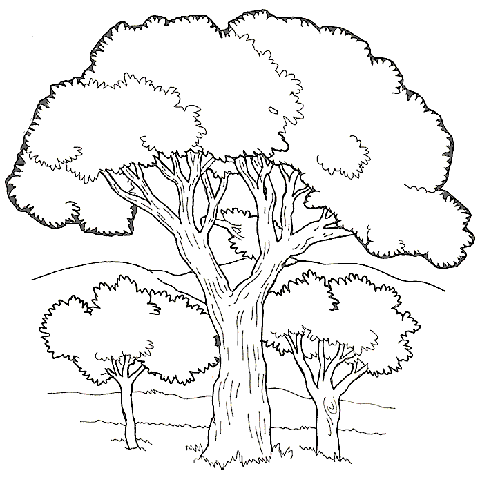 coloring trees quotthe land will rejoicequot isaiah 351 10 trees coloring 