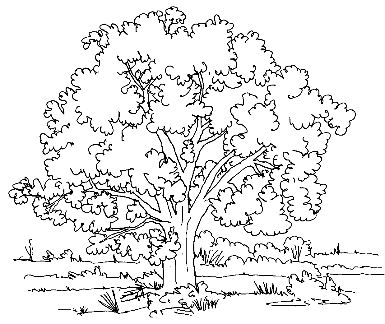 coloring trees tree coloring pages getcoloringpagescom coloring trees 
