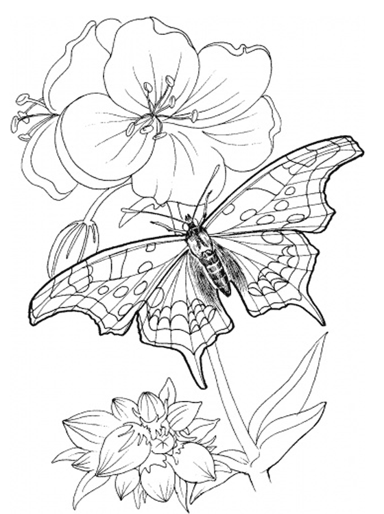 colouring book pages to print kids page butterfly coloring pages printable colouring book pages print to colouring 