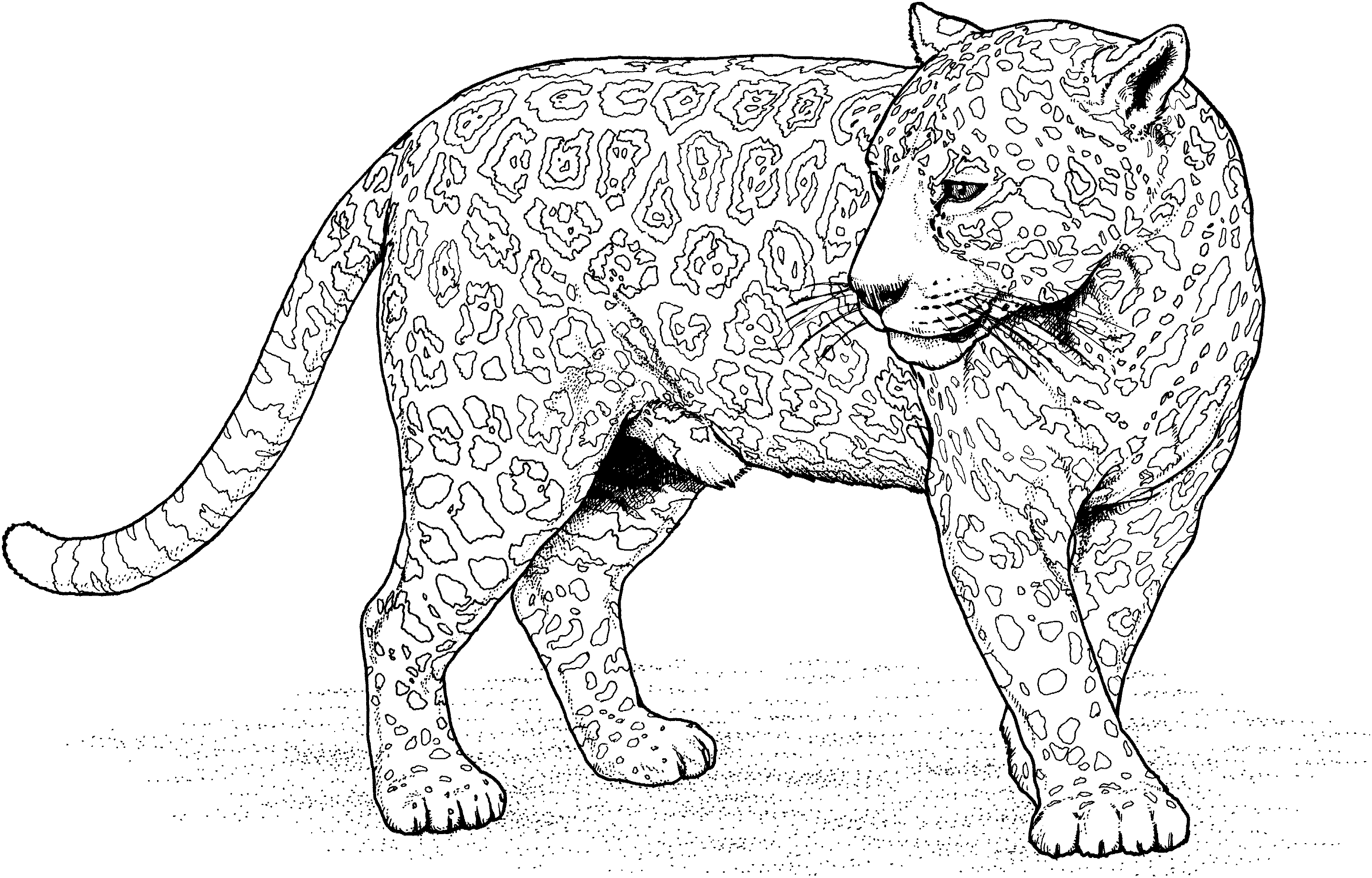 colouring pages big 5 animals 70 best the big five images on pinterest 5 big colouring animals pages 