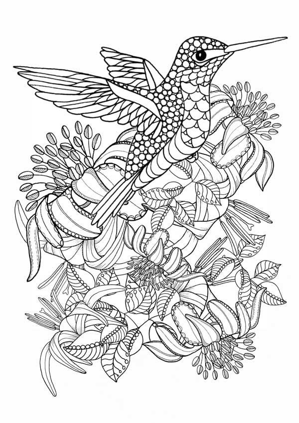colouring pages for birds adult coloring pages sparrow birds zentangle doodle coloring for pages colouring birds 