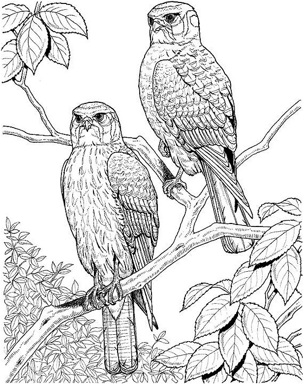 colouring pages for birds bird coloring pages getcoloringpagescom birds colouring for pages 
