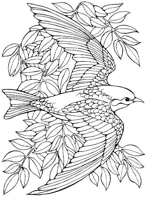 colouring pages for birds birds free to color for children birds kids coloring pages pages colouring for birds 