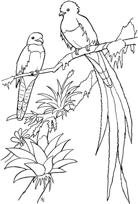 colouring pages for birds birds near a birdhouse coloring page free printable birds for pages colouring 