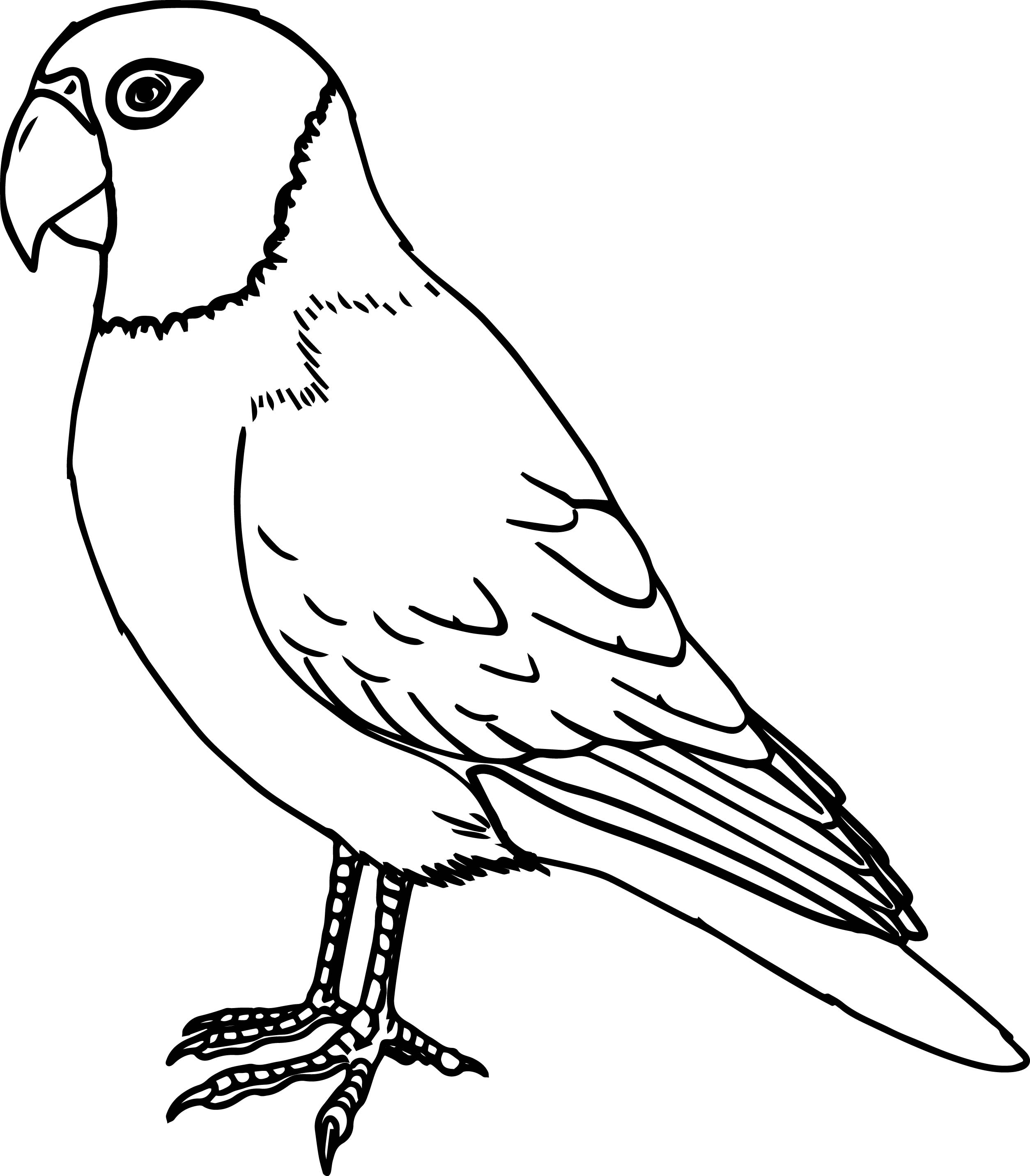 colouring pages for birds printable advanced bird coloring pages for adults free birds colouring for pages 
