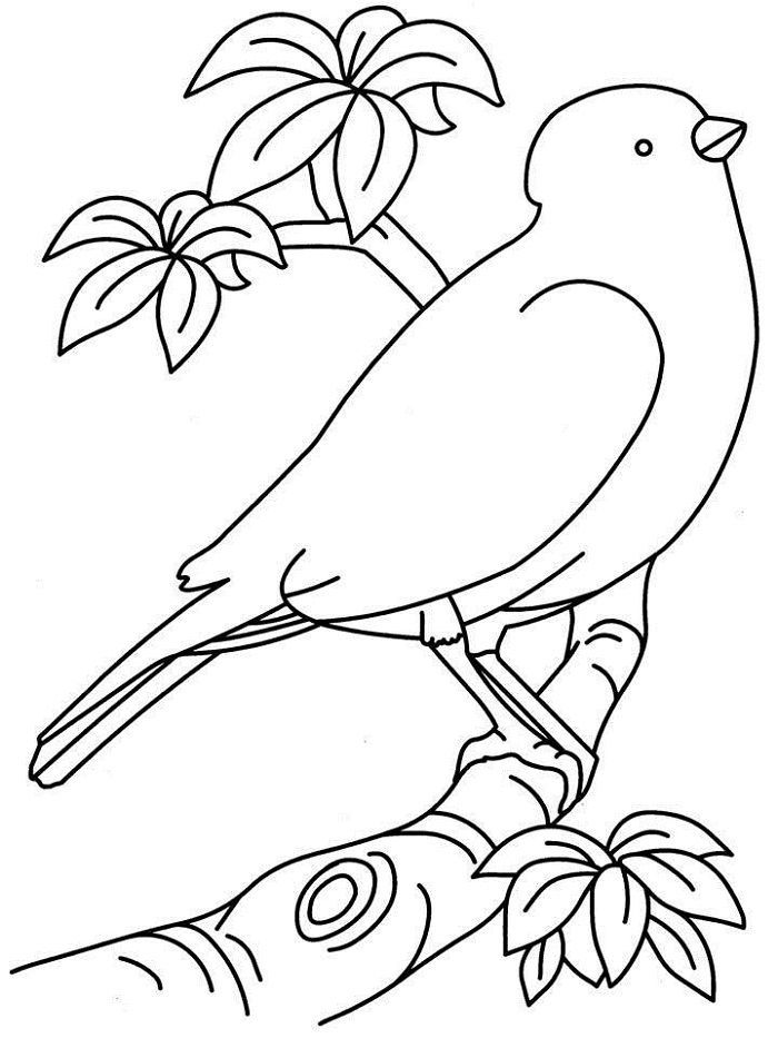 colouring pages for birds printable bird colouring pages for kids pages colouring birds for 