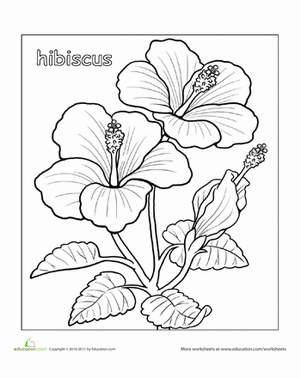 colouring pages hibiscus flower best hibiscus coloring pages for kids how to draw pages flower hibiscus colouring 