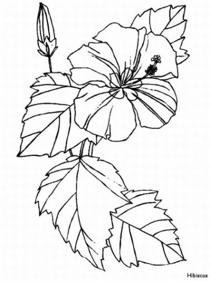 colouring pages hibiscus flower hawaiian flower coloring pages getcoloringpagescom colouring pages hibiscus flower 