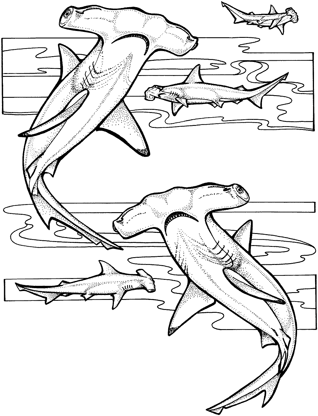 colouring pages of sharks shark coloring pages and posters pages colouring sharks of 