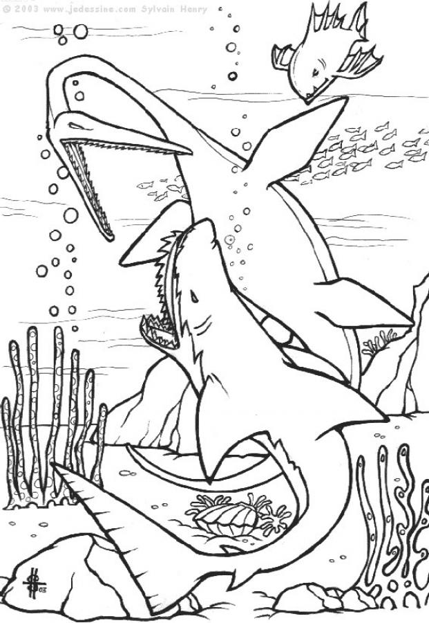 colouring pages of sharks shark drawing template at getdrawingscom free for of sharks colouring pages 