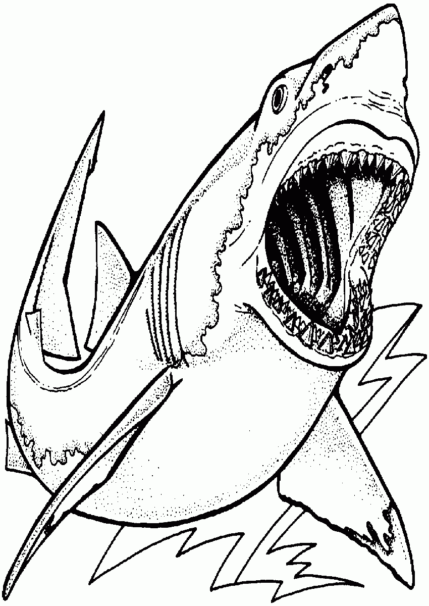 colouring pages of sharks shark tooth drawing at getdrawingscom free for personal colouring sharks of pages 