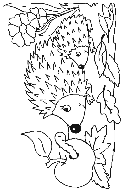 colouring picture hedgehog cute hedgehog coloring page free printable coloring pages hedgehog picture colouring 
