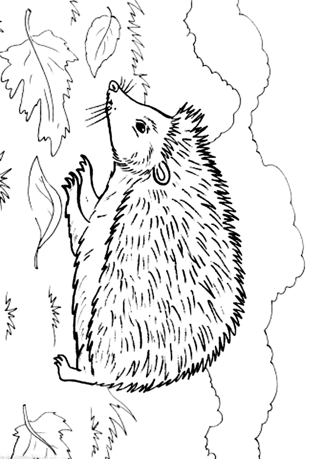 colouring picture hedgehog hedgehog coloring page getcoloringpagescom hedgehog colouring picture 