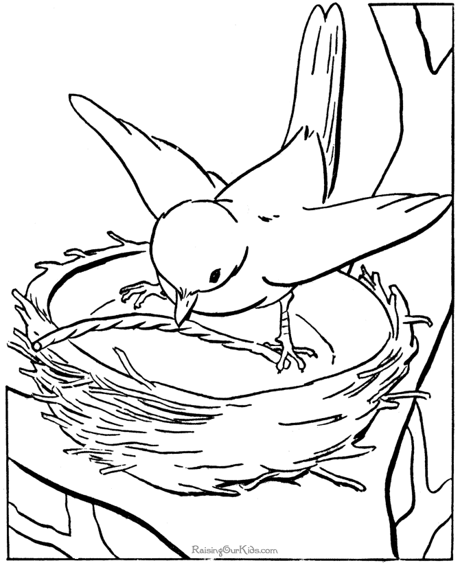 colouring pictures of birds bird coloring pages birds pictures of colouring 