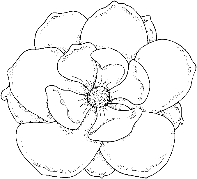 colouring pictures of flowers flowers to download for free flowers kids coloring pages flowers pictures of colouring 