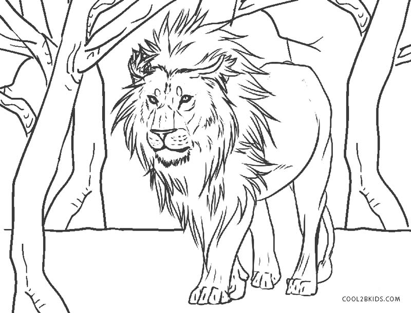 colouring pictures of lions fun with lion coloring pages pictures lions colouring of 