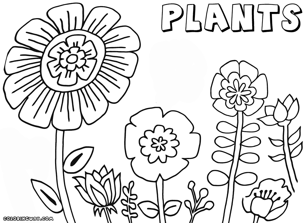 colouring sheets flowers and plants plant coloring pages coloring pages to download and print flowers and sheets colouring plants 