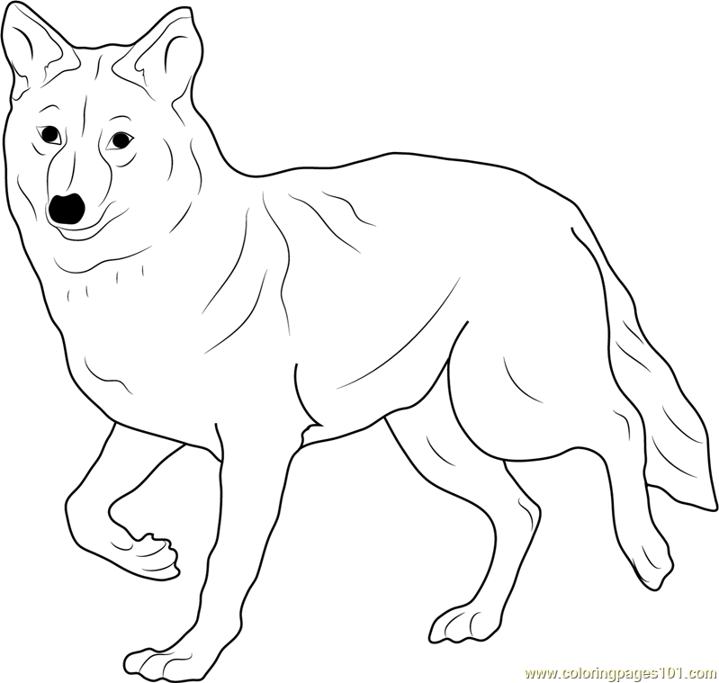 coyote pictures to print free printable coyote coloring pages for kids to coyote print pictures 