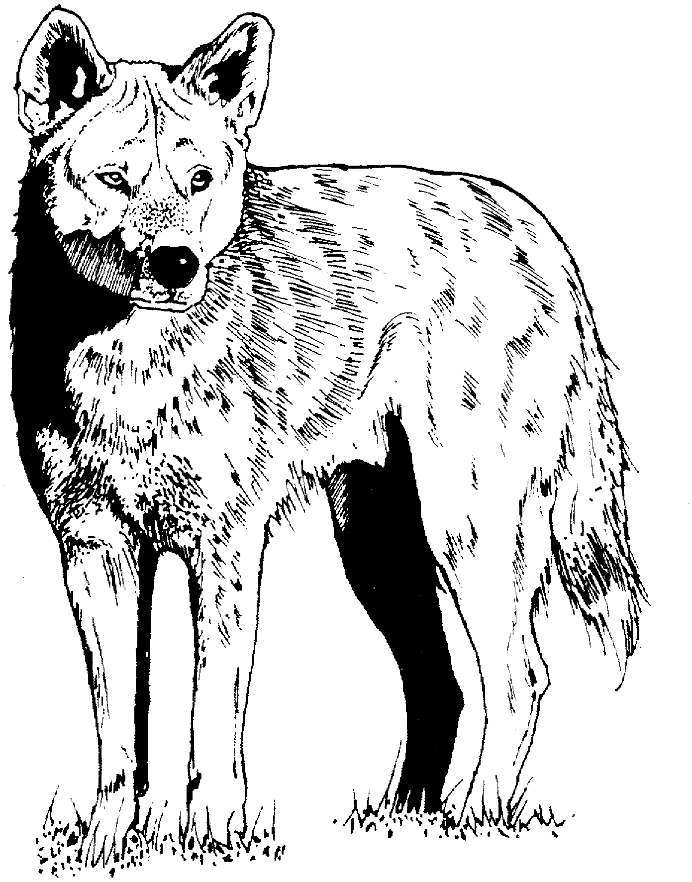 coyote pictures to print free printable coyote coloring pages for kids to pictures coyote print 