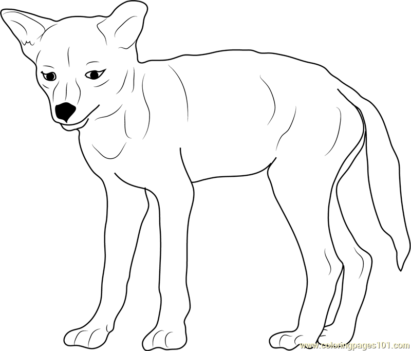 coyote pictures to print printable coyote coloring pages for kids cool2bkids coyote pictures to print 