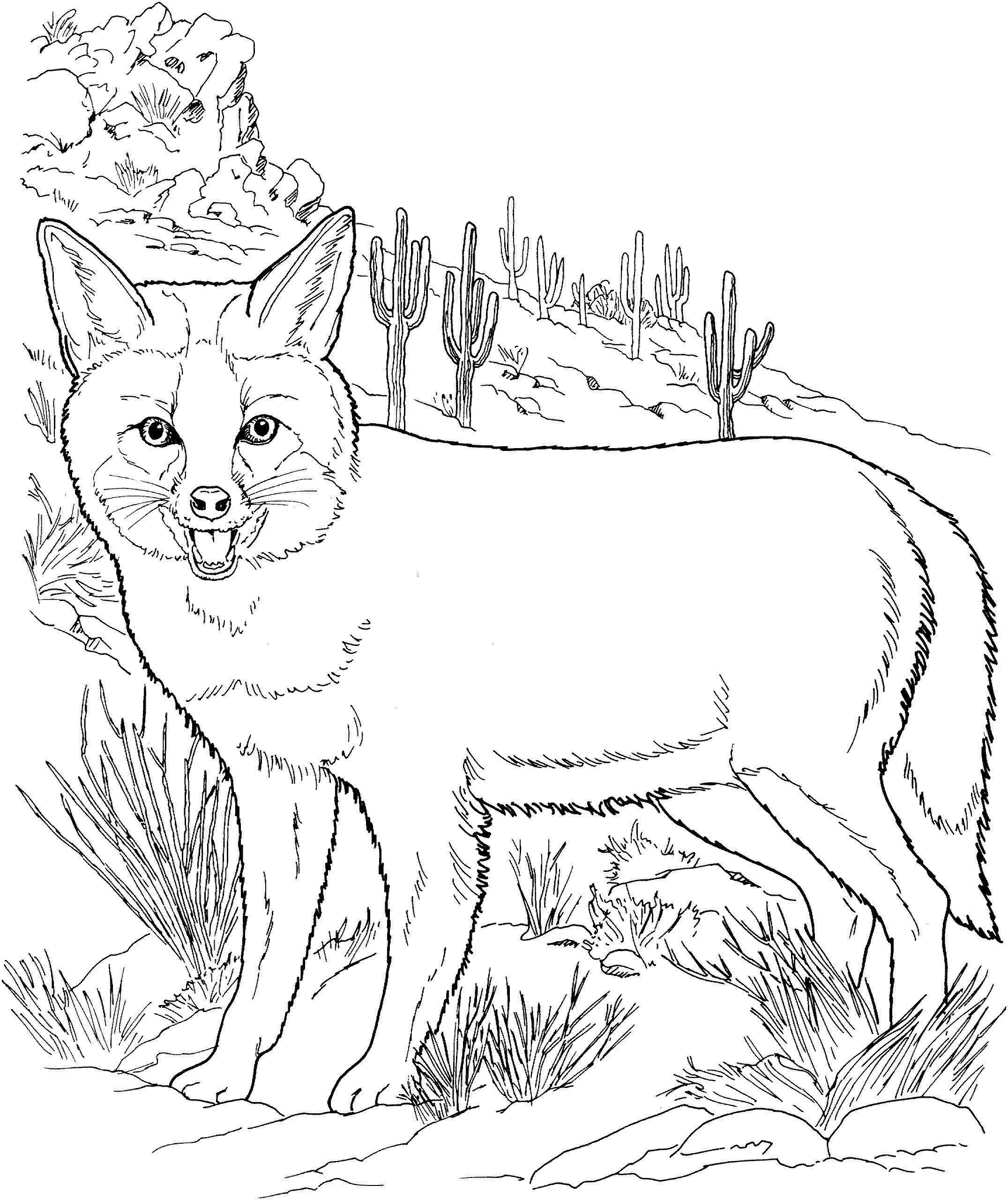 coyote pictures to print printable coyote coloring pages for kids cool2bkids print pictures coyote to 