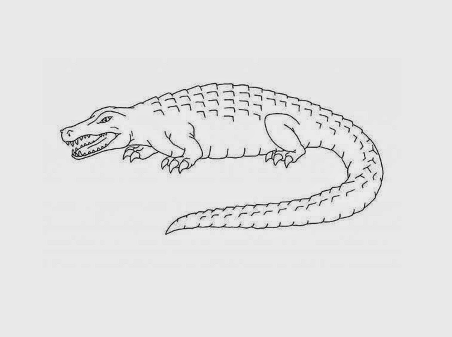 crocodile pictures to color colours drawing wallpaper crocodiles colour drawing hd to crocodile pictures color 