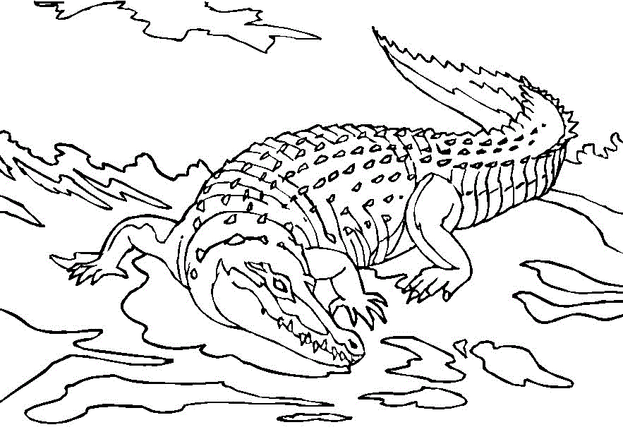 crocodile pictures to color free printable crocodile coloring pages for kids crocodile color to pictures 