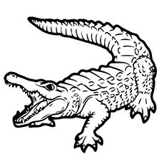crocodile pictures to color images for gt alligator drawing outline icons gators to color pictures crocodile 