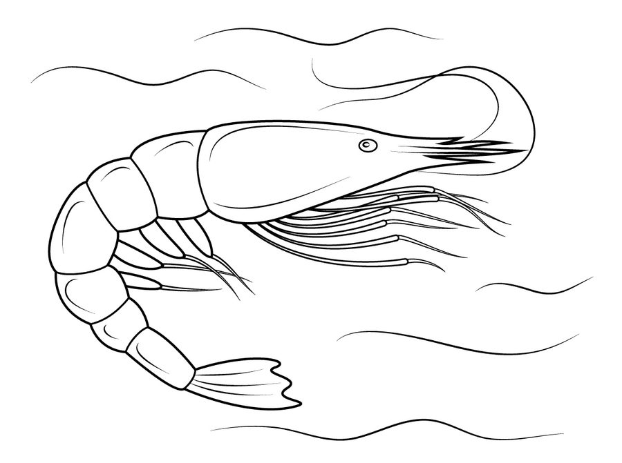 crustaceos dibujos dibujos camarones para colorear anti estrés para crustaceos dibujos 