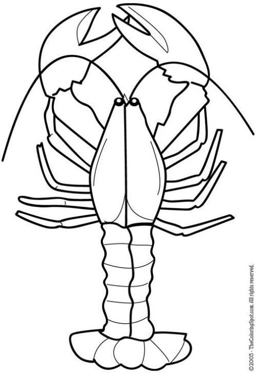 crustaceos dibujos dibujos para colorear crustáceos crustaceos dibujos 