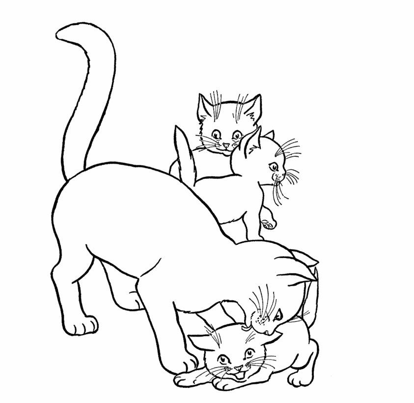 cute cat colouring pages kitten coloring pages best coloring pages for kids pages cute cat colouring 