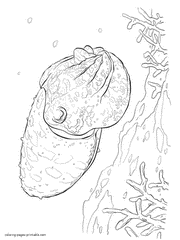 cuttlefish coloring pages cartoon of a cute outlined cuttlefish royalty free cuttlefish pages coloring 