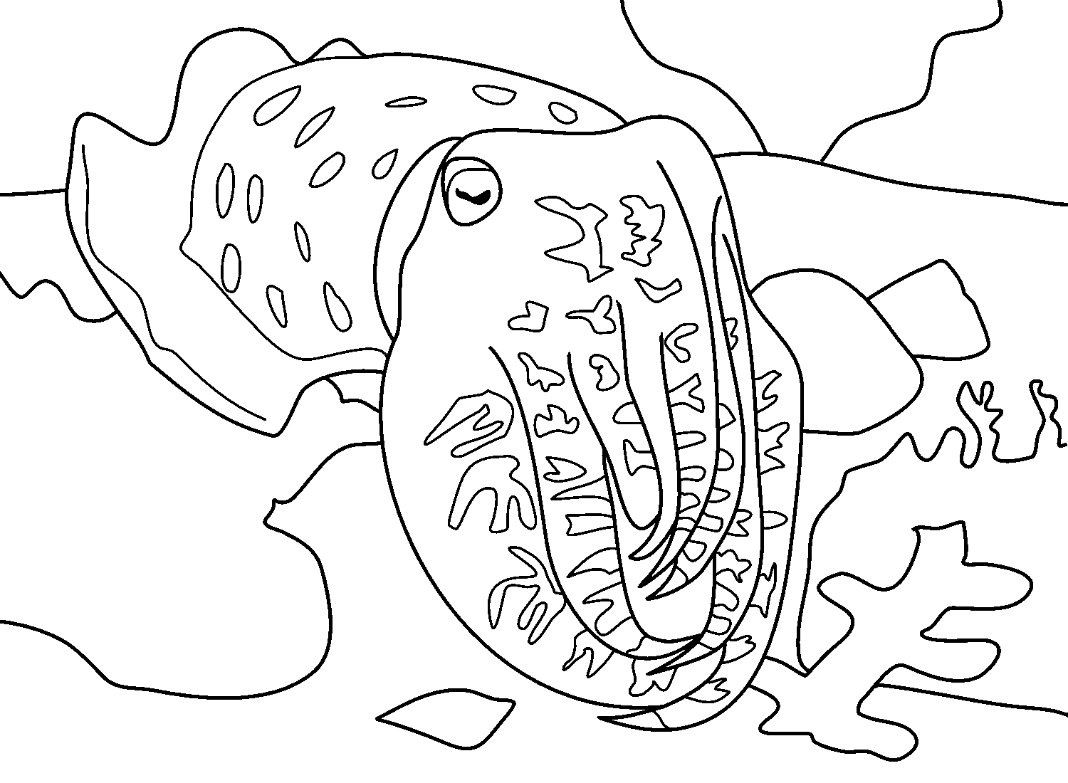 cuttlefish coloring pages cuttlefish coloring pages cuttlefish pages coloring 
