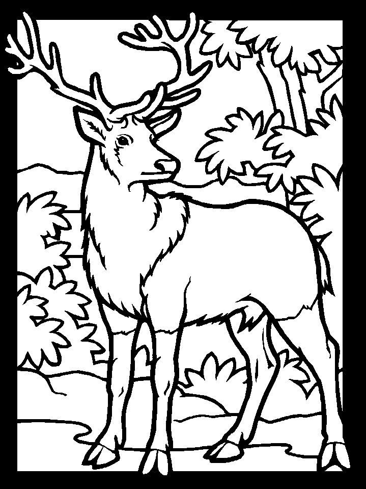 deer coloring page buck with antlers coloring page woo jr kids activities page coloring deer 