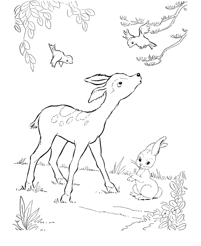 deer coloring page crista forest39s animals art 11112 12112 coloring page deer 