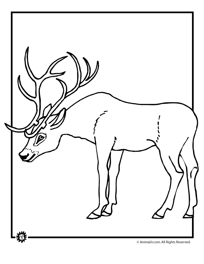 deer coloring page for education new animal deer coloring pages coloring page deer 